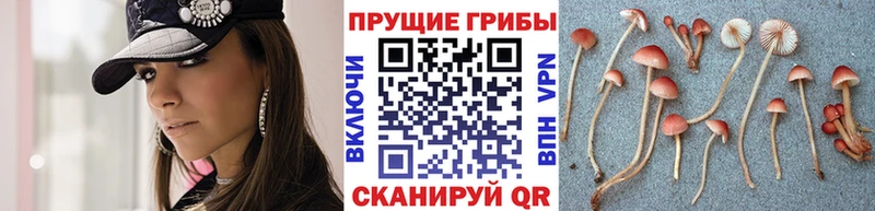 kraken как войти Благодарный Галлюциногенные грибы GOLDEN TEACHER